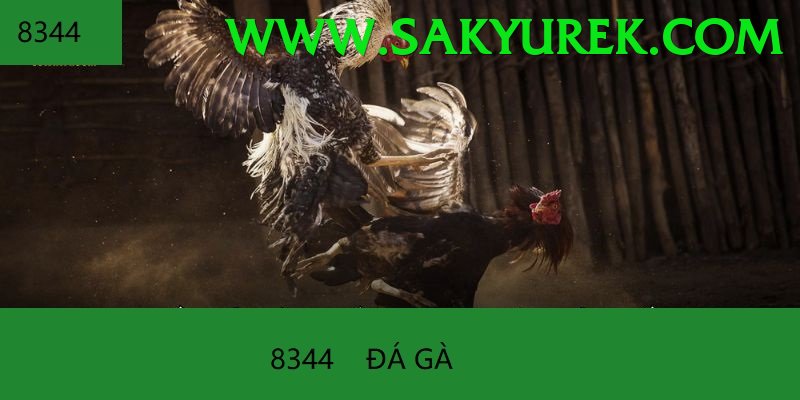 Đá Gà Trực Tiếp - 58WIN tải về